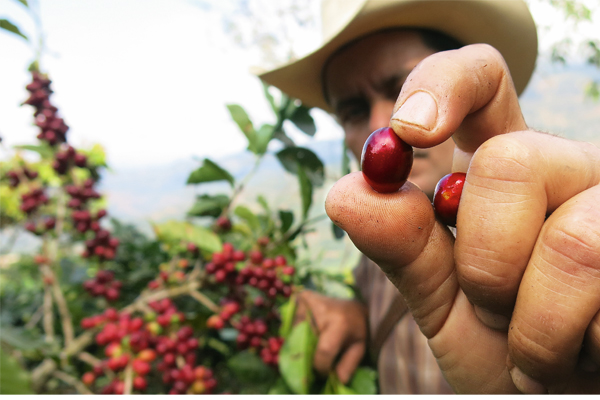ICO August: Supply surplus weighs on global coffee prices ICO August: Supply surplus weighs on global coffee prices